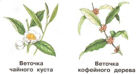 ГДЗ по Окружающему миру, 1 часть, 1 класс, тетрадь, Плешаков "Перспектива"