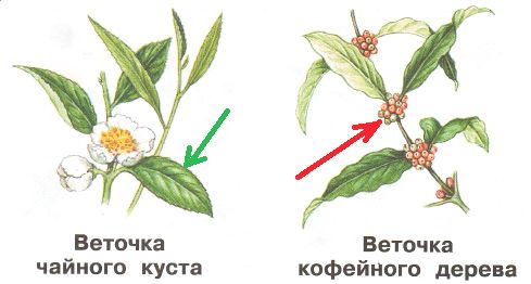 ГДЗ по Окружающему миру, 1 часть, 1 класс, тетрадь, Плешаков "Перспектива"