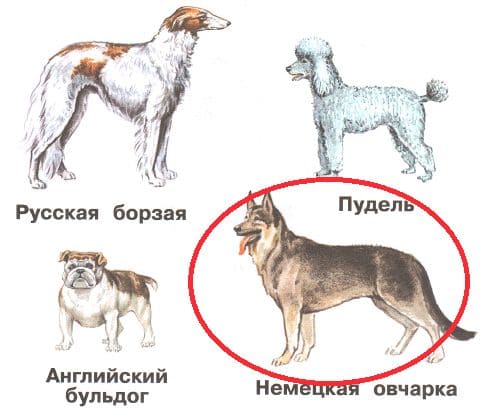 ГДЗ по Окружающему миру, 1 часть, 1 класс, тетрадь, Плешаков "Перспектива"