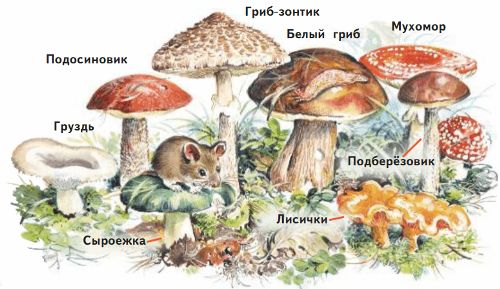 ГДЗ учебник по окружающему миру 2 класс, часть 1. Плешаков (Перспектива)