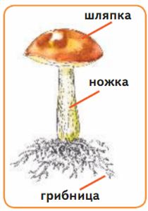 ГДЗ учебник по окружающему миру 2 класс, часть 1. Плешаков (Перспектива)