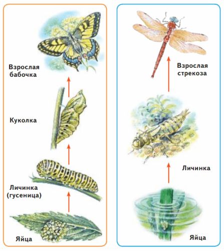 ГДЗ учебник по окружающему миру 2 класс, часть 1. Плешаков (Перспектива)