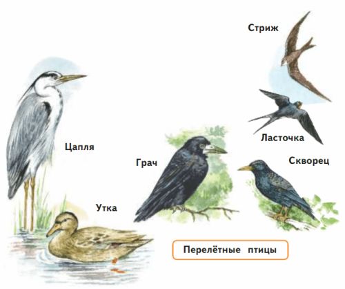 ГДЗ учебник по окружающему миру 2 класс, часть 1. Плешаков (Перспектива)