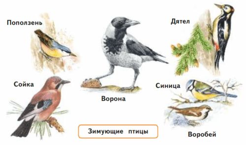 ГДЗ учебник по окружающему миру 2 класс, часть 1. Плешаков (Перспектива)