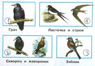 ГДЗ Окружающий мир 2 класс. Рабочая тетрадь вторая часть. Плешаков, Новицкая. Ответы на задания, решебник