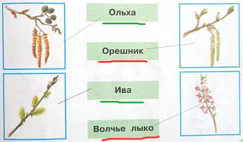 Соедини линиями рисунки и названия. Сделай это самостоятельно или с помощью учебника. Названия деревьев подчеркни зелёным карандашом, кустарников - красным