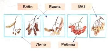 Узнай лиственные деревья по плодам. Соедини линиями рисунки и названия