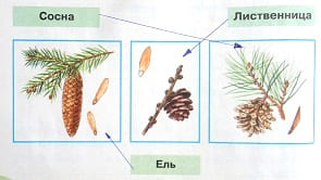 Узнай хвойные деревья по шишкам. Соедини линиями рисунки и названия.