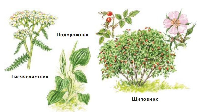 ГДЗ учебник по окружающему миру 2 класс, часть 2. Плешаков (Перспектива)