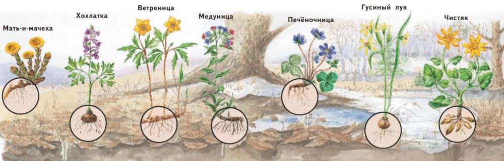 ГДЗ учебник по окружающему миру 2 класс, часть 2. Плешаков (Перспектива)