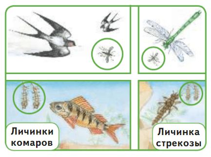 ГДЗ учебник по окружающему миру 2 класс, часть 2. Плешаков (Перспектива)