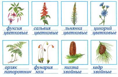 Подпишите названия растений и групп, к которым они относятся