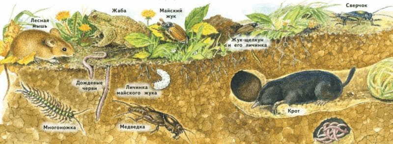 ГДЗ по Окружающему миру, 1 часть, 3 класс, учебник, «Перспектива», Плешаков А.А., Новицая М.Ю.