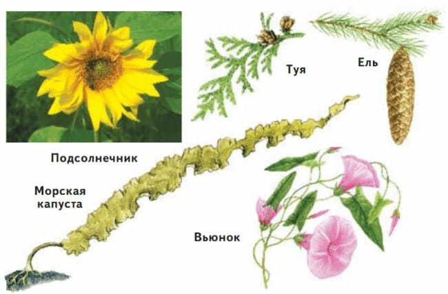 ГДЗ по Окружающему миру, 1 часть, 3 класс, учебник, «Перспектива», Плешаков А.А., Новицая М.Ю.