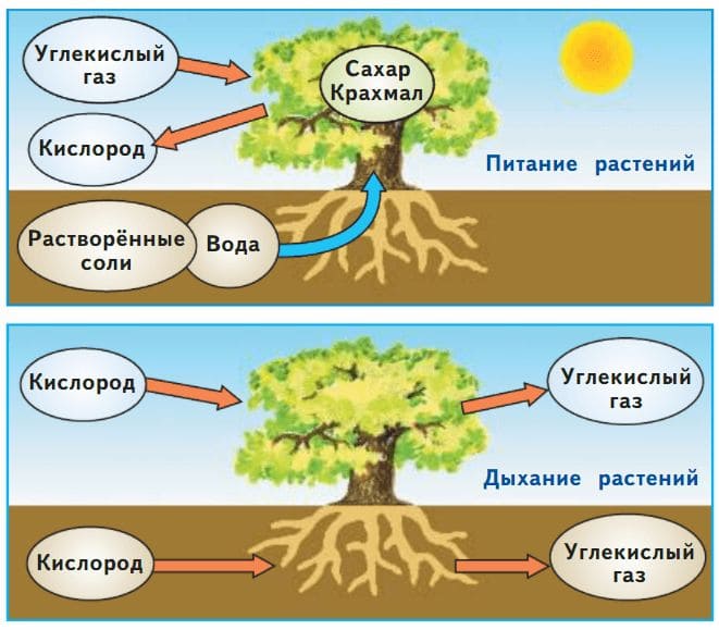 ГДЗ по Окружающему миру, 1 часть, 3 класс, учебник, «Перспектива», Плешаков А.А., Новицая М.Ю.