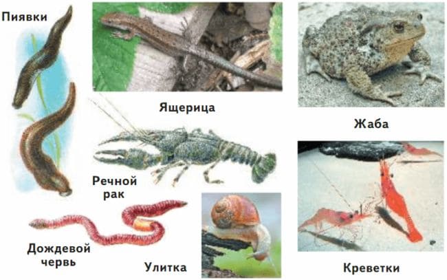 ГДЗ по Окружающему миру, 1 часть, 3 класс, учебник, «Перспектива», Плешаков А.А., Новицая М.Ю.