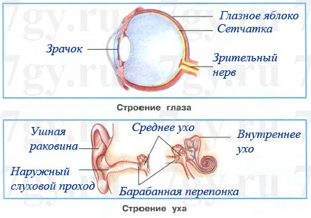 подпиши указанные части глаза и уха